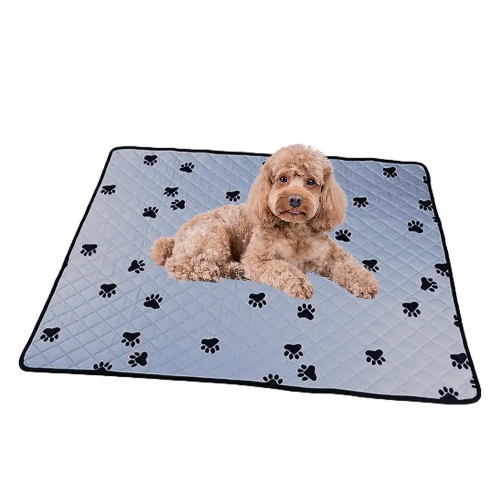 Why Does My Dog Pee On His Blanket