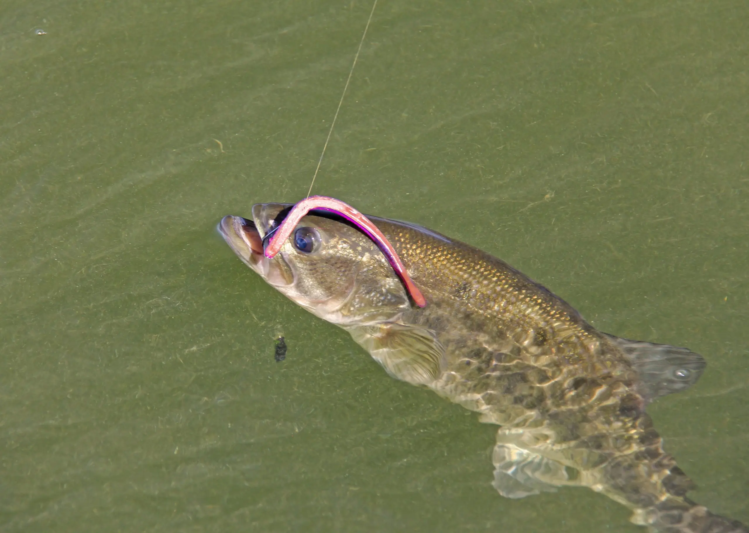 American ROBOWORM Straight Tail Imports Noodles and Sticks To Catch Soft  Bait From Texas Lure.