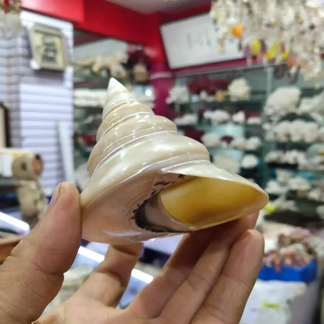 빛나는 달팽이 형광 탐폰, 형광 타워 달팽이, 껍질 장식품, 수집용 달팽이