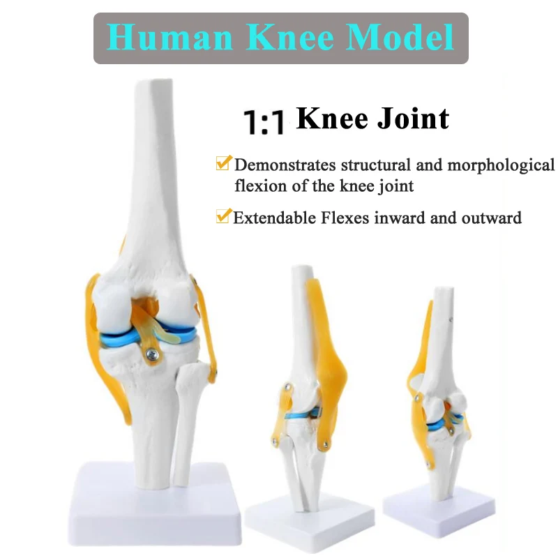 

Human Knee Joint Function Model Meniscus Cruciate Ligament Activity Kneecap Patella Bone Teaching Instruments