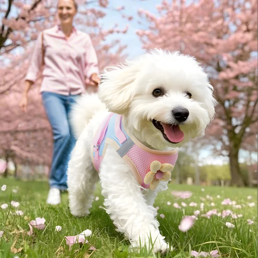 Mesh Harness Small Dog Lead Walking Flower Outdoor Reflective Vest-style Harness Color-blocked Breathable Pet Harness Leash Mesh Harness Small Dog Lead Walking Flower Outdoor Reflective Vest-style Harness Color-blocked Breathable Pet Harness Leash