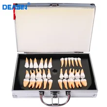  New Dental Oral 28 PCS Adult Permanent Teeth Models Full month Dental gift Communication Tooth Models Odontologia 