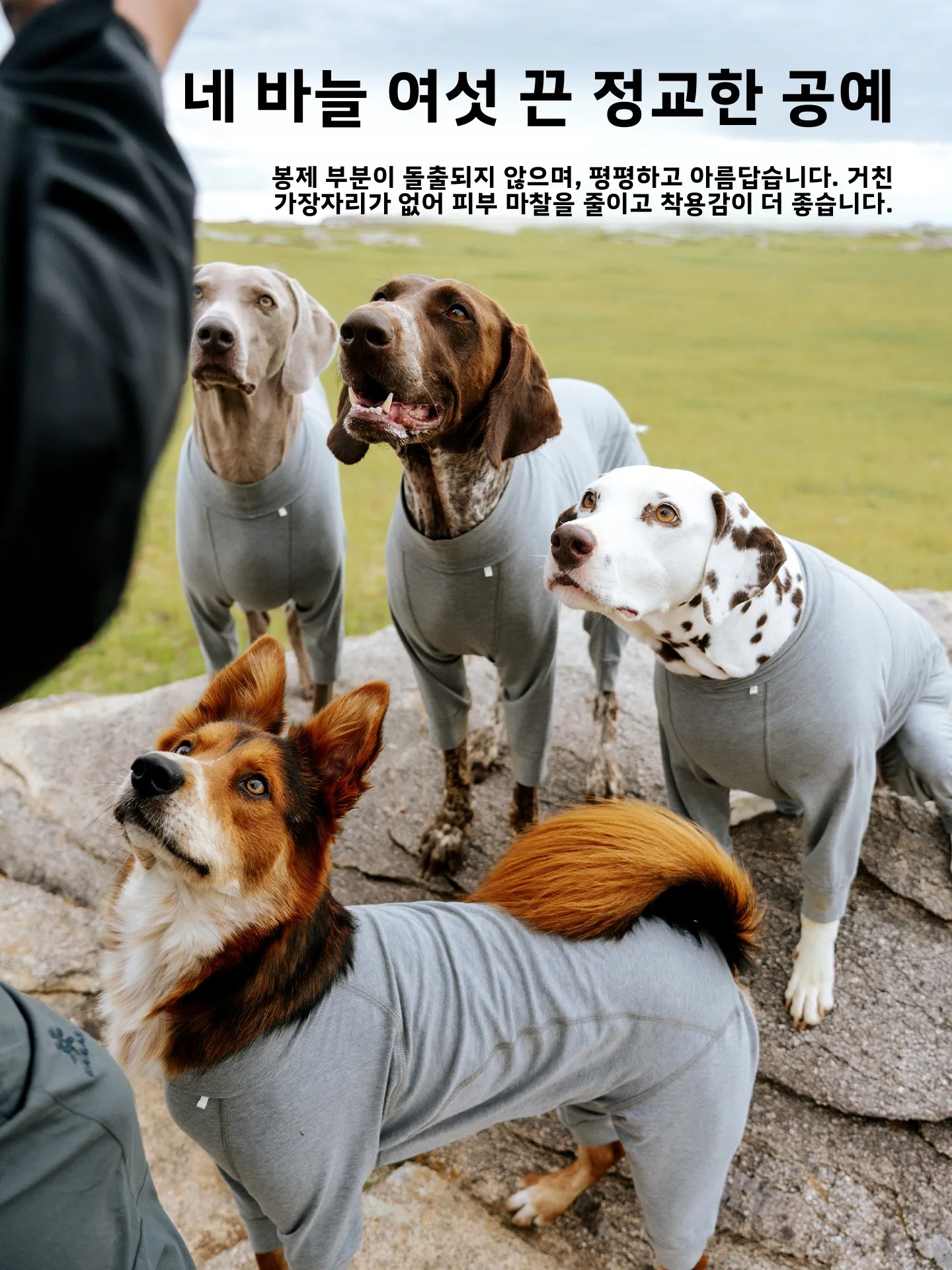 블랙도기 그래핀 웜코어 4족견 의류 애완동물 수면복 발열 온도조절 애완용품 강아지 옷
