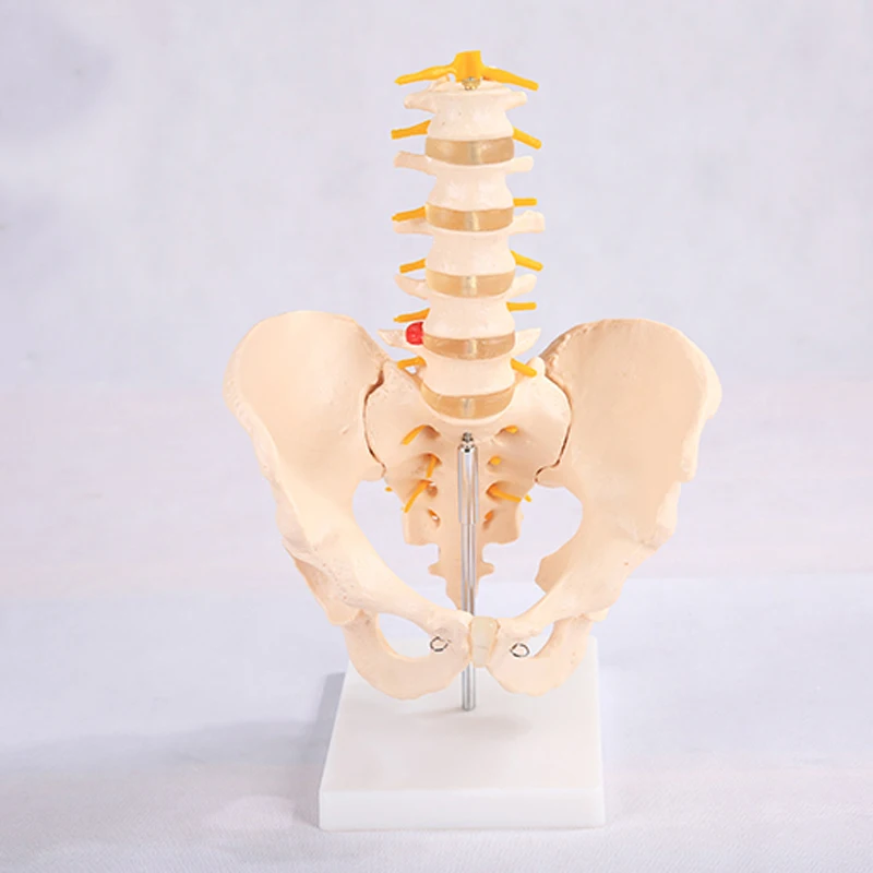 Chinon Human Spine Lumbar Vertebrae Cervical Pelvis Skeleton Model Medicine Student Medical Science Teaching Sources Supply