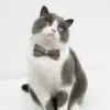1pc Adjustable Plaid Cat Collar with Bow Tie - Adjustable Comfortable Collar, Perfect for Holiday Dress Up and Everyday Wear 3