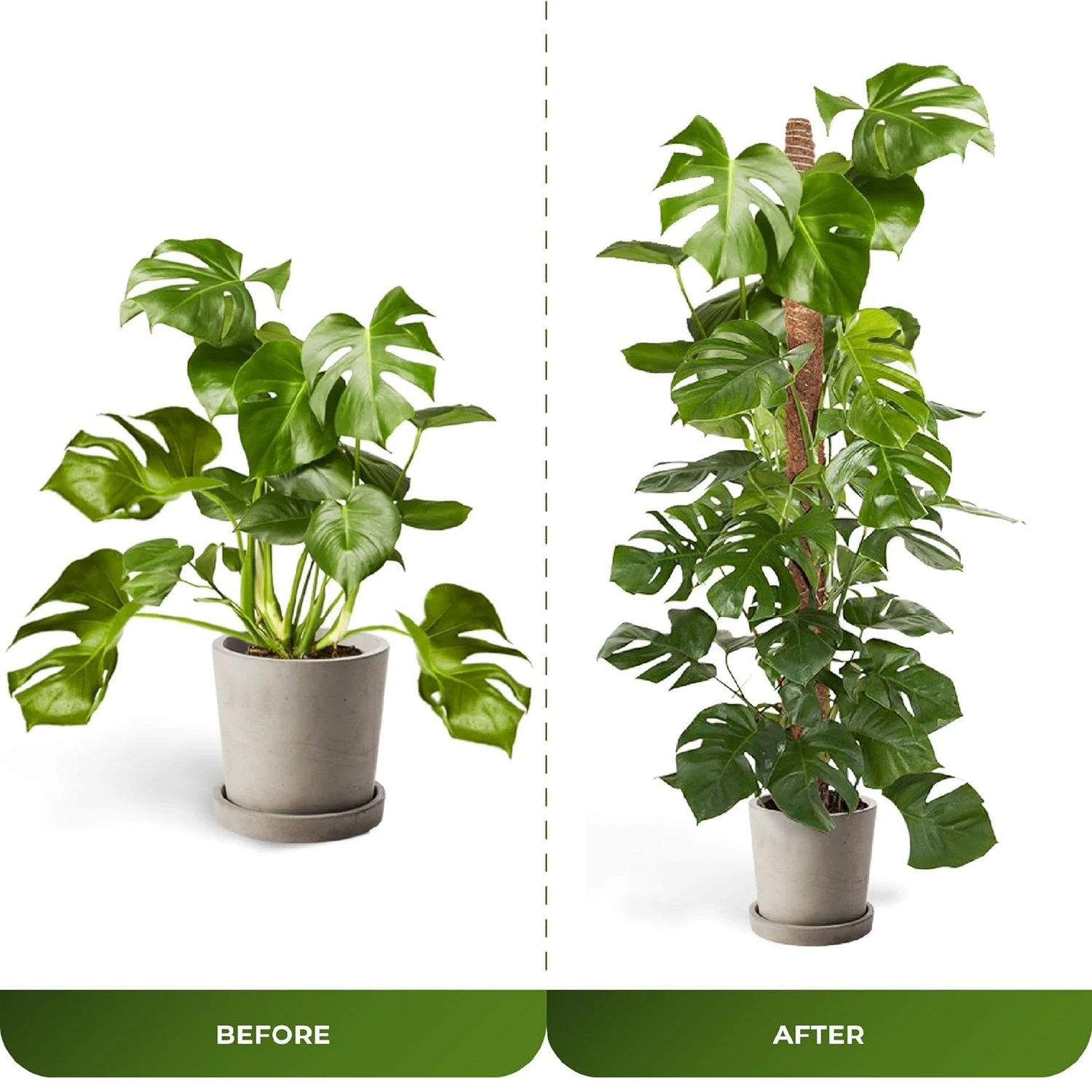 Moss Pole Plants 31 Inch Monstera Plant Support Stakes Climbing Outdoor Potted Plants Indoor Trellis Moss Pole plant stakes plant climbing support plant support racks