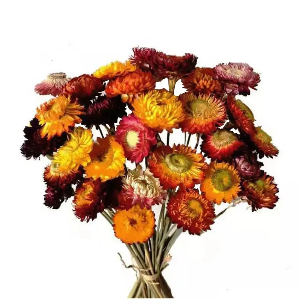 Natural Dried Flowers Decoration Dried Real Flowers Wedding Dried