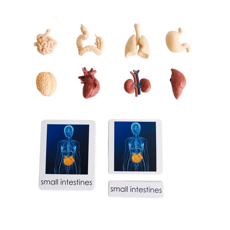 Montessori Language Materials Human Organ Models W/ Cards Biology Learning Resources Early Educational Equipment Teaching Aids