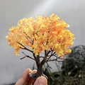 OrangeC 10cm