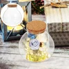 2Pcs Glass Terrarium Ecological Bottle Plant Vase Desktop MicroLandscape Bottle Transparent Glass Moss Crafts Mini Landscape 6
