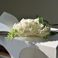 White-B