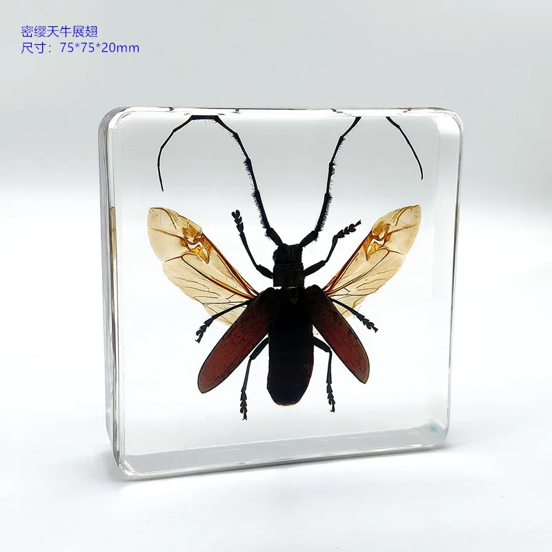 18 kind of Resin insect specimen centipede spider beetle scorpion biological handmade specimen boy gift 5