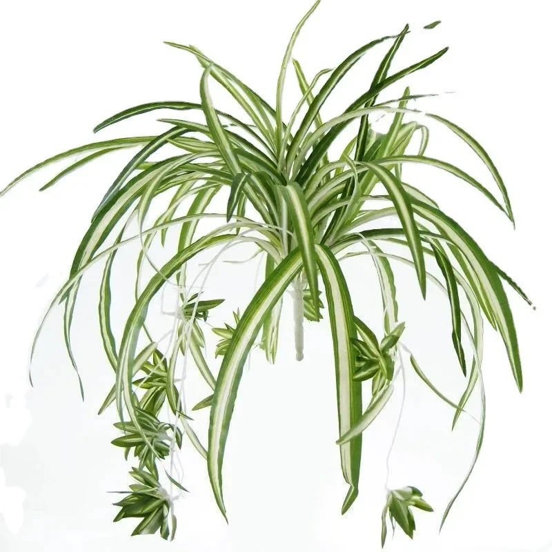 dagga plant Wild Dagga / Lion's Tail Seeds