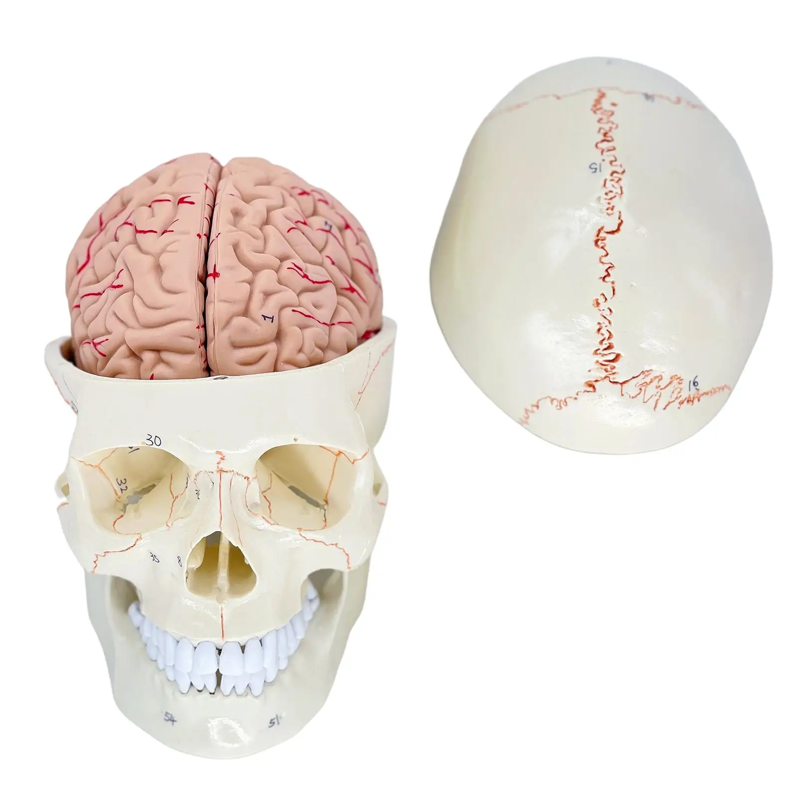 

Human Head Skull with Removable Skull Cap Anatomy Skull Model for Study