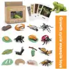 1 Box Animal Model Toy Frog Bee Panda Chick Butterfly Fish Plant Animal Figurines Life Cycle Learning Creative Kid Education Toy 1
