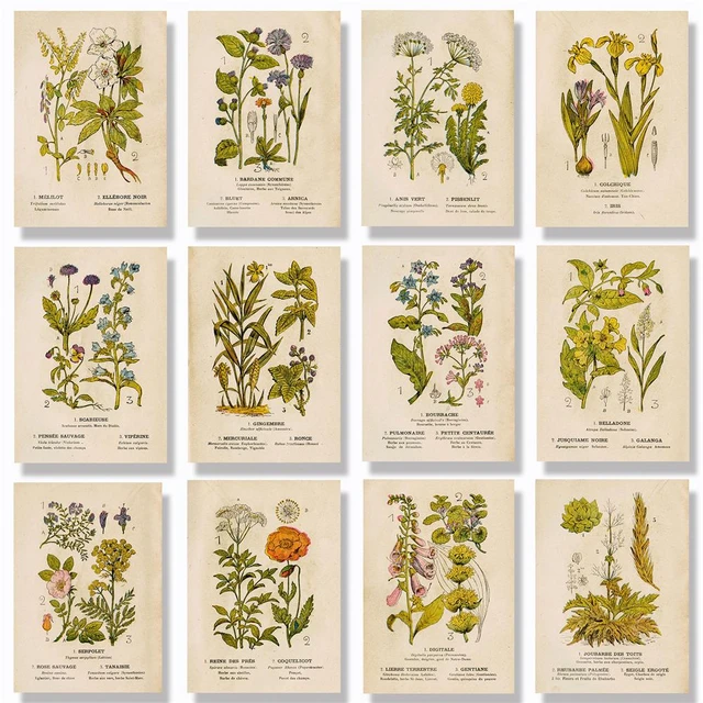 Beliebte Vintage Botanische Blumen Buch Dekoration Hause Poster Malerei Leinwand Dekor Ästhetischen - Kunst Illustration AliExpress Wand Zimmer
