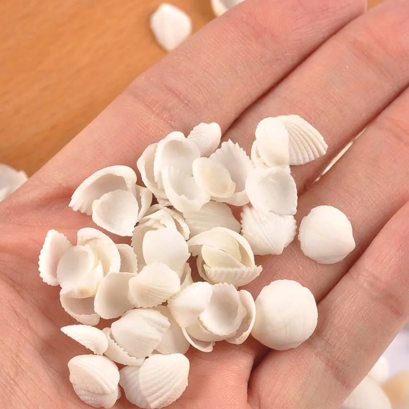 Mini Natural Sector Shells 100pcs for Tank Aquarium Glass Bottle Beach Decor DIY Aquarium Embellishments Crafts Supplies natural shell ornaments