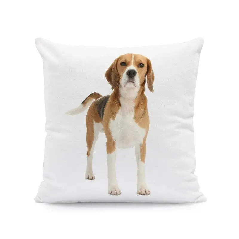 ��� ���� ���� �䳢 ������ Ŀ�� �۱� ����, ����ġ �ҵ�, �Ϳ��� ������ ����