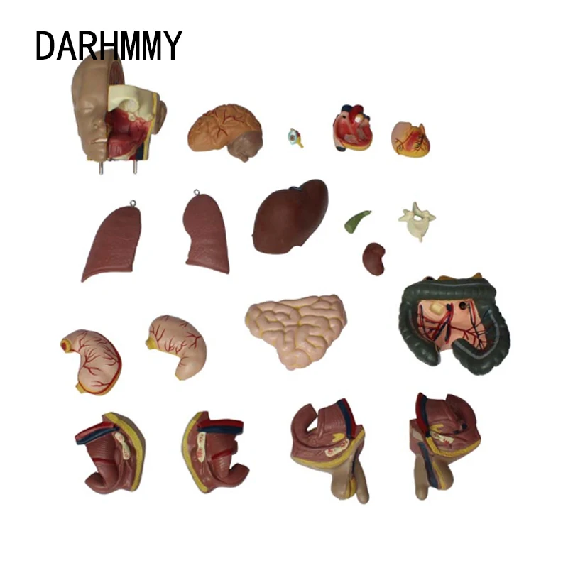 DARHMMY 인간의 몸통 바디 모델 55CM, 유니섹스 바디 20 부분 해부학 해부학 의료 모델 교육용 내부 장기