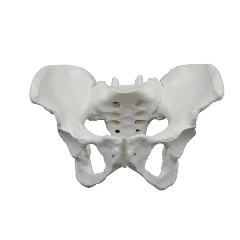 

Anatomical Female Pelvis Model for Obstetric and Gynaecology Study Education Use