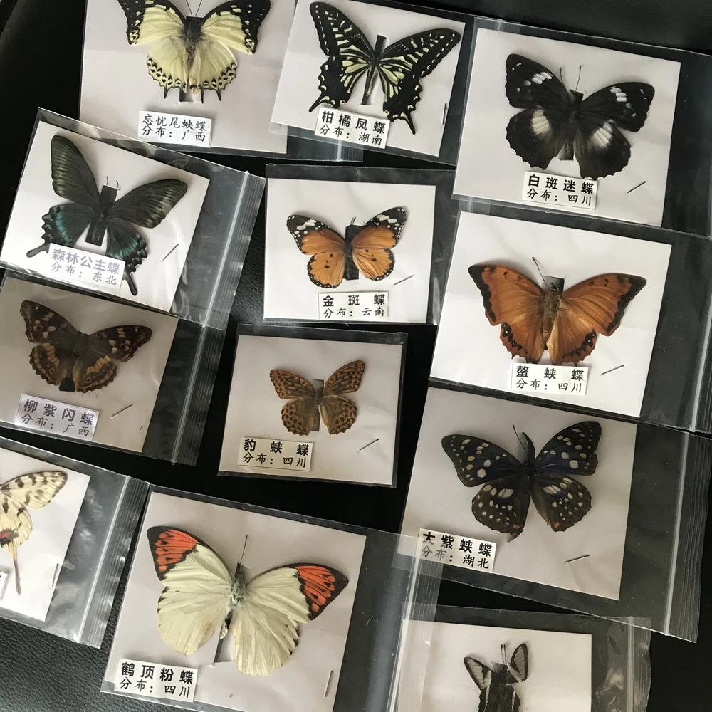 Natural Real Beautiful Butterfly Specimens for Hobbies DIY Photo Frame or Home Wall sticker DIY ect 5