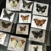 Natural Real Beautiful Butterfly Specimens for Hobbies DIY Photo Frame or Home Wall sticker DIY ect 5