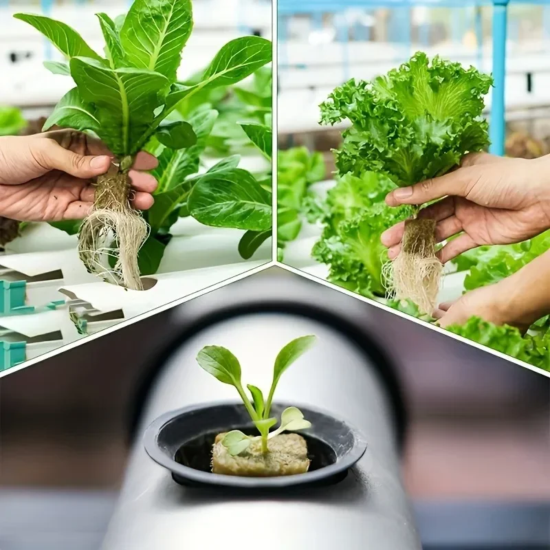 Hydroponic Grow Media Cubes 50/300PCS for Planting