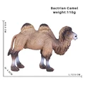 Bactrian Camel
