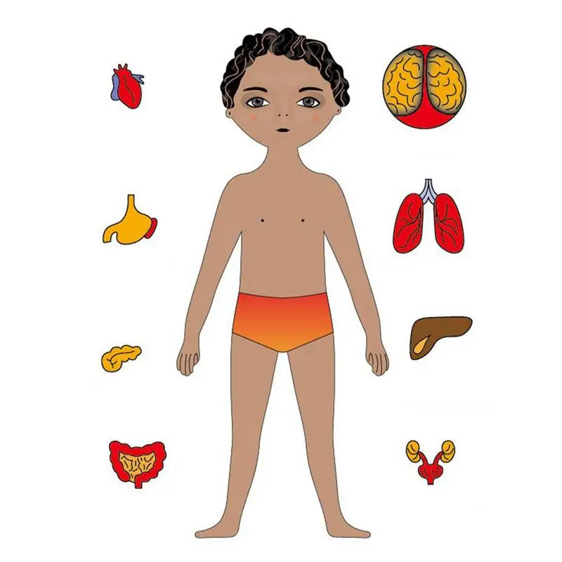 

Wooden Human Body Puzzle For Kids Boy Body Parts Organs Muscles Toy Set Boys Anatomy Body Parts Play Set Learn Body Parts Organs