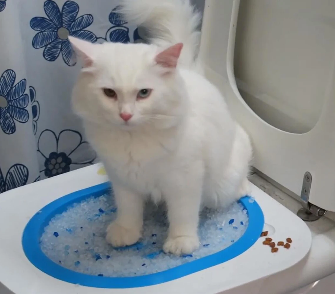 Biboss Eco-Friendly Plastic Cat Toilet Training Kit Cat Litter Box Blue Grey Pink Cat Toilet Trainer Cat Training Products