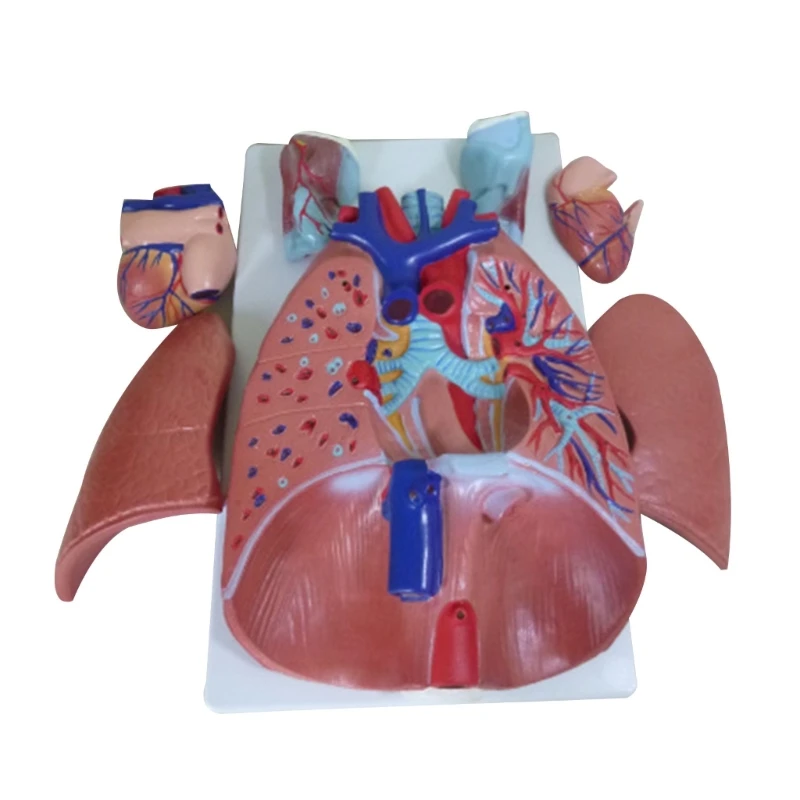 

Cardiopulmonary Model Bronchial Anatomy Of Respiratory System Department Model