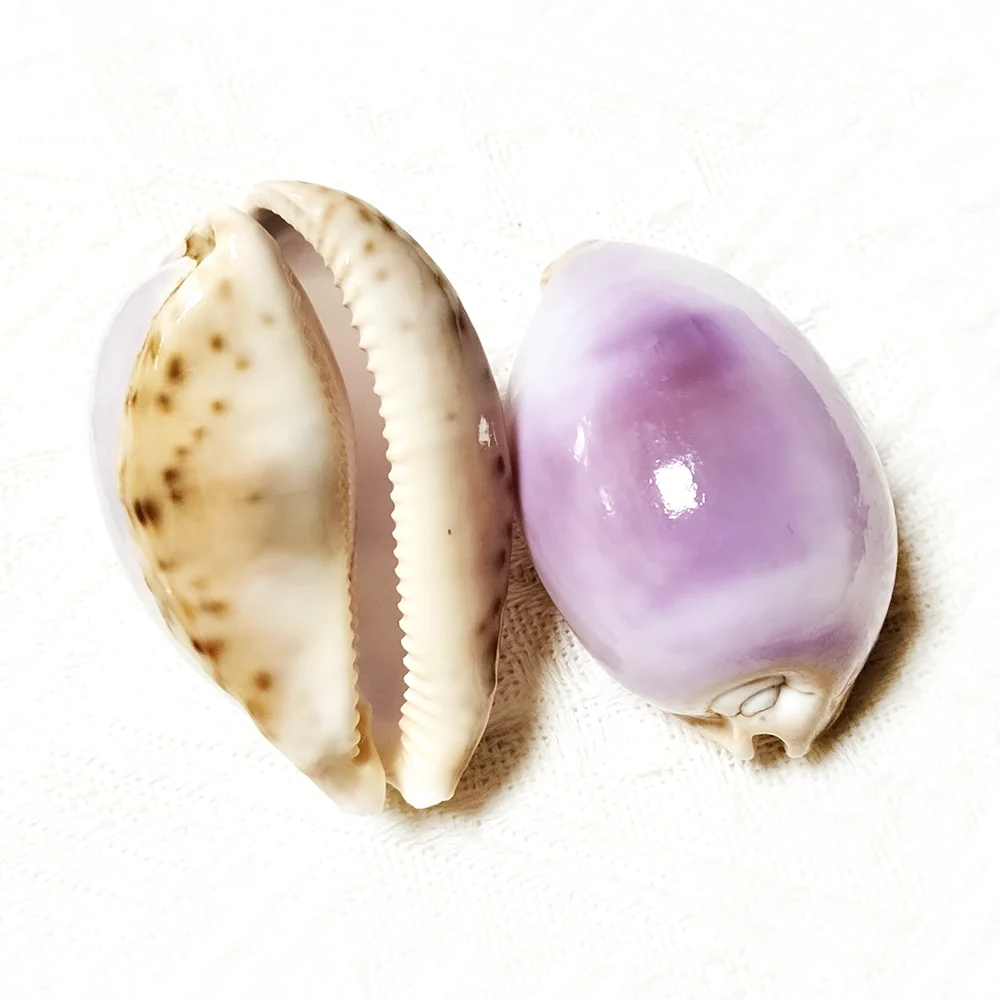 6-7CM Purple Carnelian Cowry Sea Shells Natural Lyncina Carneola DIY Crafts Snail Gift Beach Wedding Decor Ocean Jewelry Coastal natural shell ornaments
