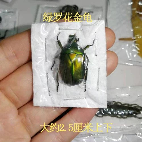 Real Insect Specimen Individually Packed Golden Tortoise Mantis Longhorned Beetle Specimen Stag Teaching Beetle 