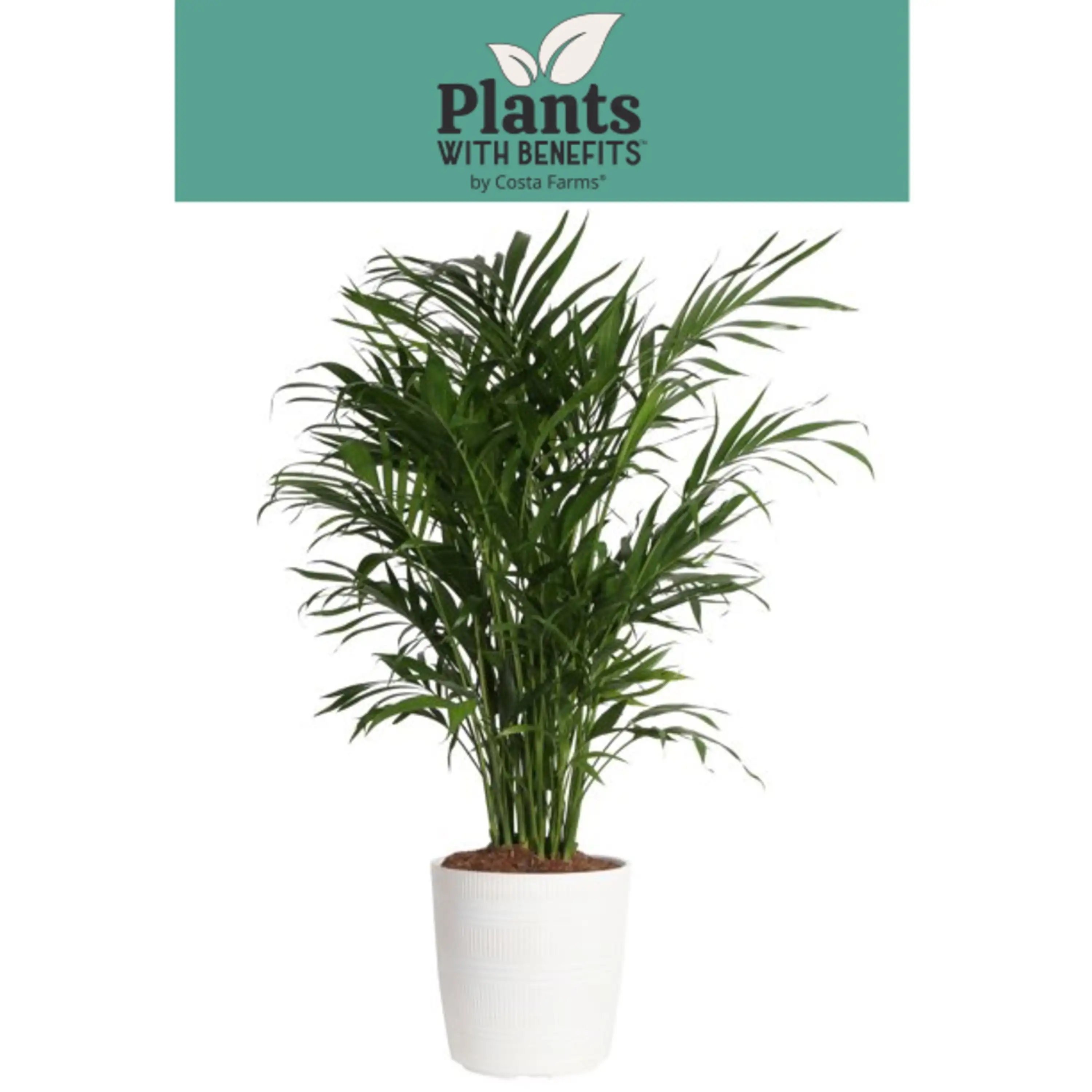 

Costa Farms Plants with Benefits Live Indoor 32in. Tall Green Cat Palm; Bright, Indirect Sunlight Plant in 9.25in. Décor Pot