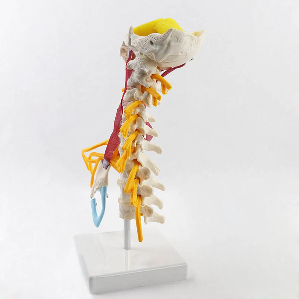 With Muscle Nerve Brainstem Occipital Bone Human Cervical Spine Anatomy Model Medical Science Teaching Resources 1:1 Detachable