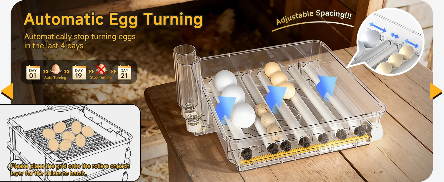 egg placement grid