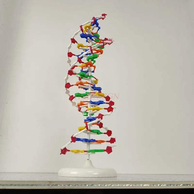 분자 모형 DNA 이중 나선 구조 모델 고등학교 DNA 분자 구조 모형 교구