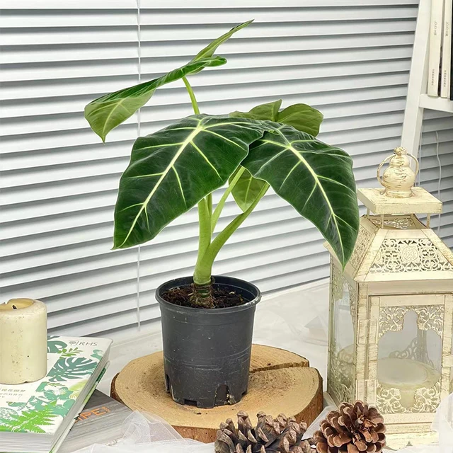 4Types Alocasiareginulaninja 10Db Kerti Dekoráció Növény Bonsai