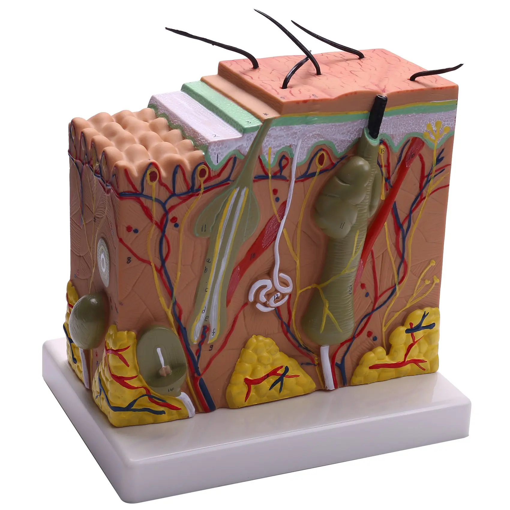 

Skin Model, 50X Skin and Hair Structure Enlarge Model Anatomical Model Anatomy for Science Classroom Study Display Teaching Mode