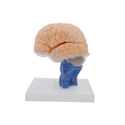 Cérebro humano modelo anatômico 15 partes cerebelo tronco cérebro anatomia ciências médicas equipamento educacional recursos de ensino