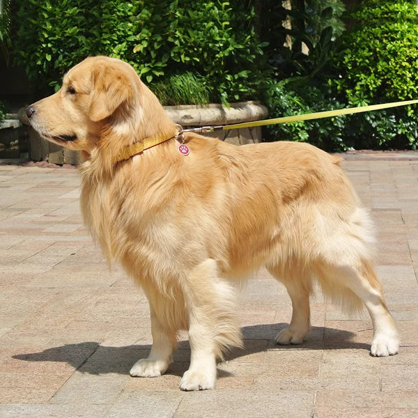 Pet Perfect