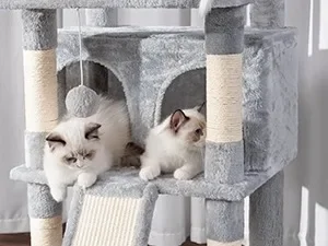 cat condo