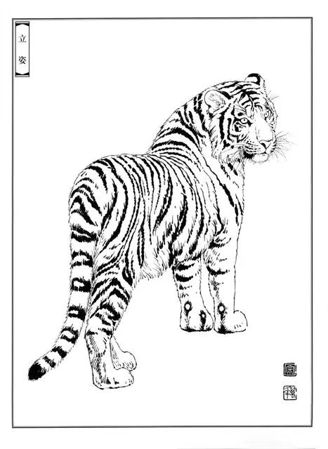 Tiger Line Drawing Manuscript Traditional Chinese Painting Animal Line  Draft Meticulous Painting Beginner Copying Practice Paper - AliExpress