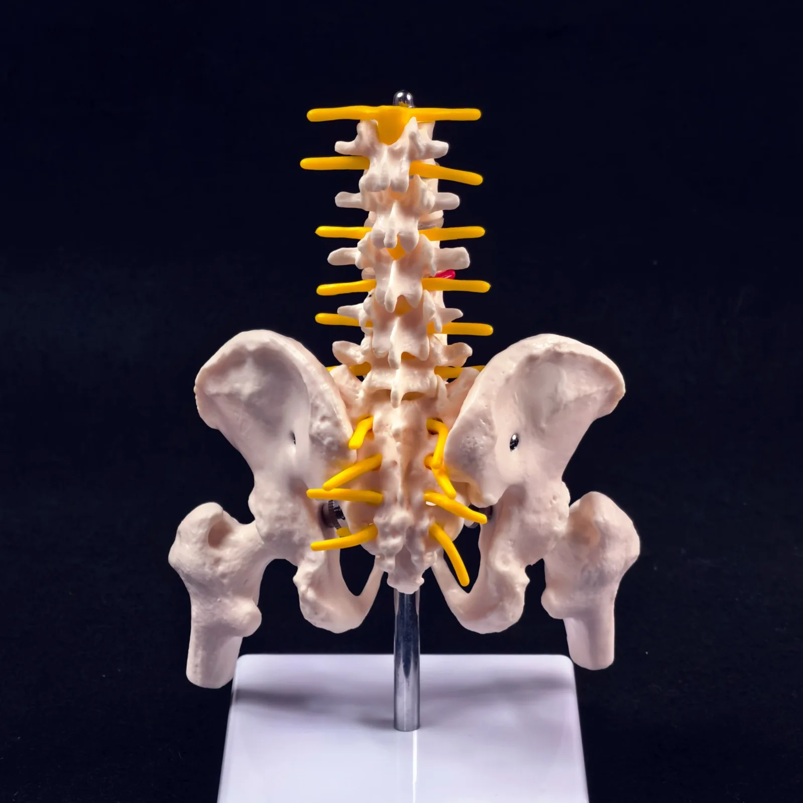 Pelvis and Lumbar Anatomy Model 3