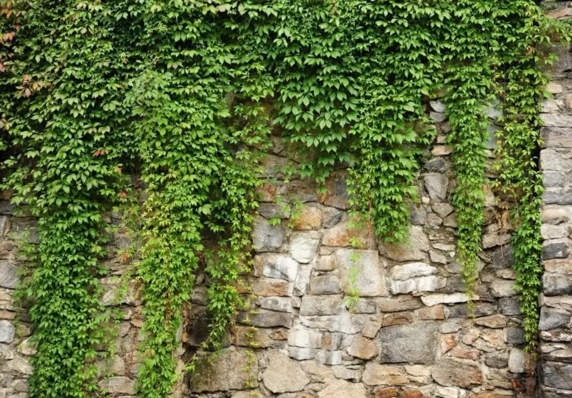 Pared de roca Rural, jardín de primavera, pared de piedra de planta, fondo verde, retrato de adultos y niños, fotografía de cumpleaños y boda