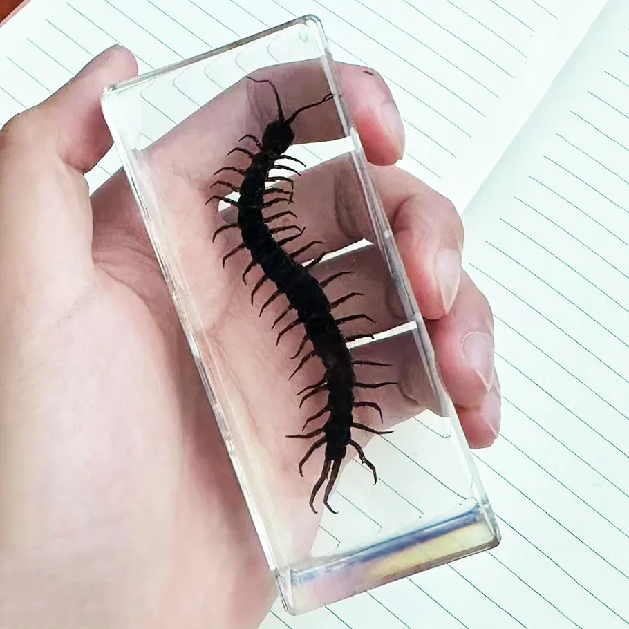 樹脂製の大型タランチュラ,クモのタランチュラ,カブトムシのサソリ,机