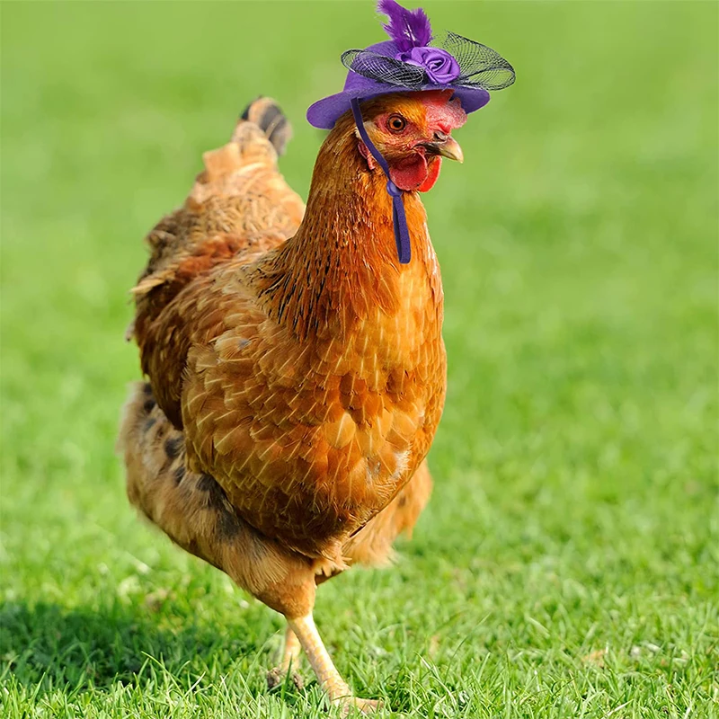Chicken Hat for Hens Tiny Pets Funny Chicken Accessories Feather Top Hat Rooster Duck Parrot Hamster Poultry Stylish Show Costum chicken decoration