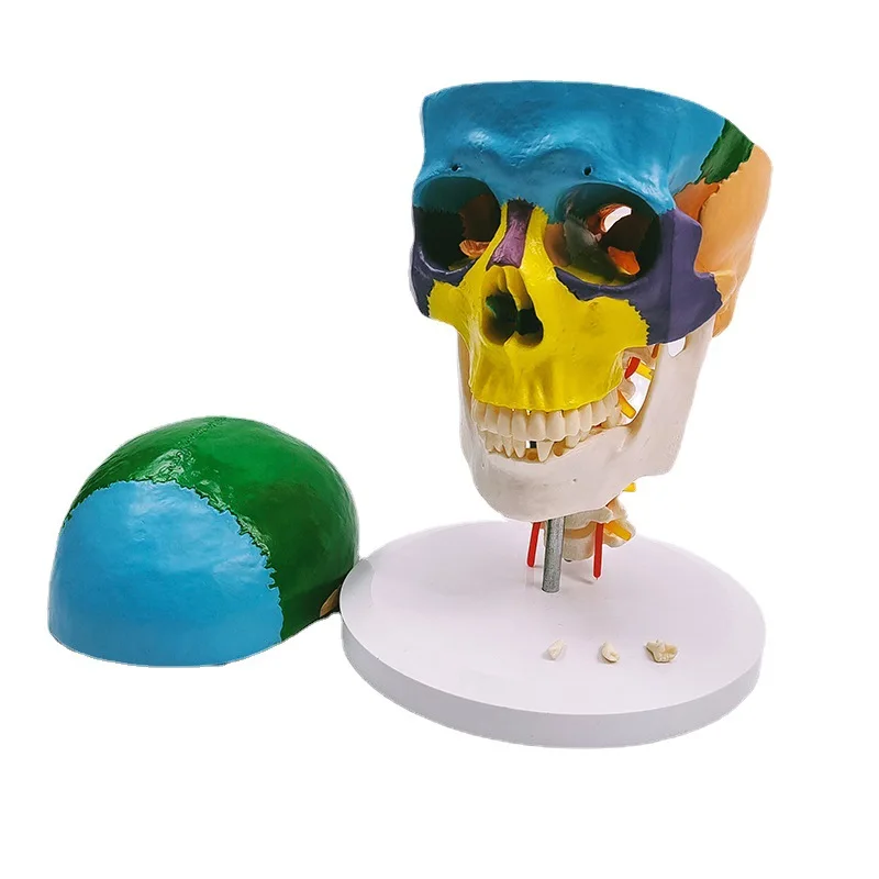 Human Skull Brain Head Model Medical Anatomy Model Medical Science Teaching Resources
