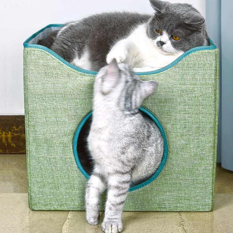 Domestic Cat Tabby Cat House Largest Domestic Shorthair Cat