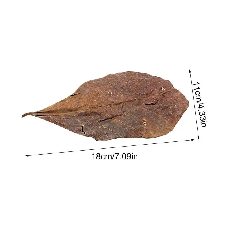 Aquarium Leaves Terminalia Catappa Leaves PH Balance Water Conditioner Betta Fish Toys Lower pH Level